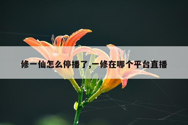 修一仙怎么停播了,一修在哪个平台直播
