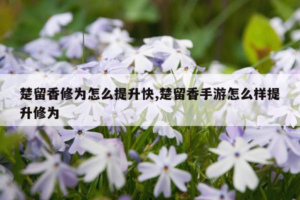 楚留香修为怎么提升快,楚留香手游怎么样提升修为